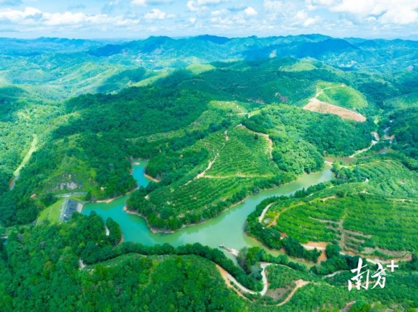 金御优配 聚力山茶油产业高质量发展！龙川推出“媒体+”12项举措