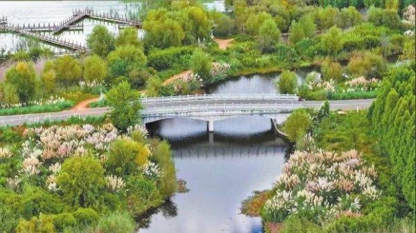 金牛配资 滇池绿道：荻花醉秋色